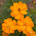 Sulphur Cosmos ‘Crest Gold, Annual Flowers Seed - Caribbean garden seed