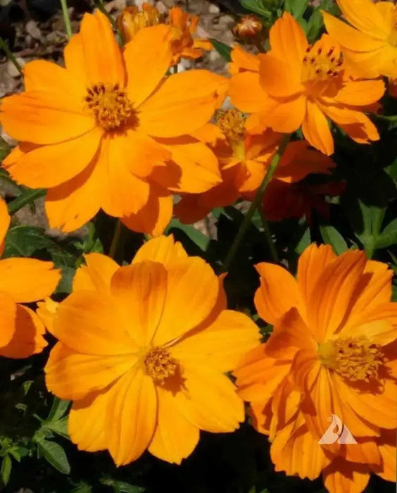 Sulphur Cosmos ‘Crest Gold, Annual Flowers Seed - Caribbean garden seed