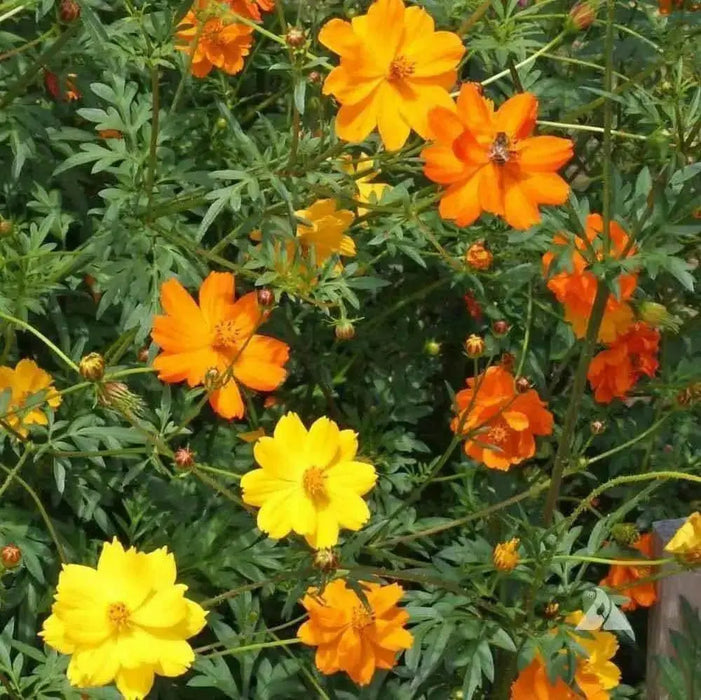 Sulphur Cosmos, Dwarf Mixed (Cosmos sulphureus) Flowers Seeds - Caribbean garden seed