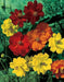 Sulphur Cosmos, Dwarf Mixed (Cosmos sulphureus) Flowers Seeds - Caribbean garden seed