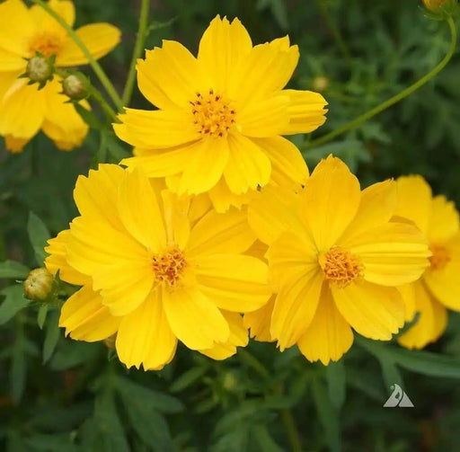 Sulphur Cosmos, Dwarf Orange (Cosmos sulphureus) Annual Flowers Seed - Caribbeangardenseed