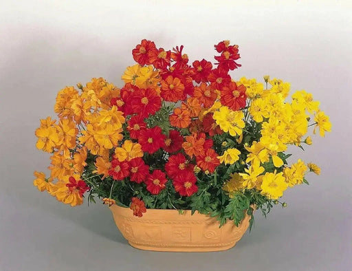 Sulphur Cosmos, Dwarf Orange (Cosmos sulphureus) Annual Flowers Seed - Caribbean garden seed