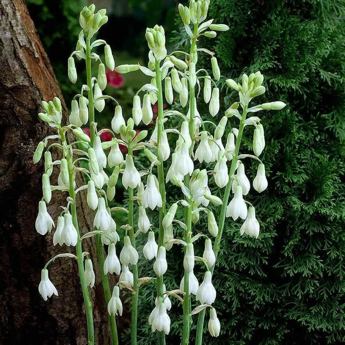 SUMMER HYACINTH,(Galtonia viridiflora) Bulbs ,Perennial - Caribbean garden seed