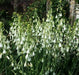 SUMMER HYACINTH,(Galtonia viridiflora) Bulbs ,Perennial - Caribbean garden seed