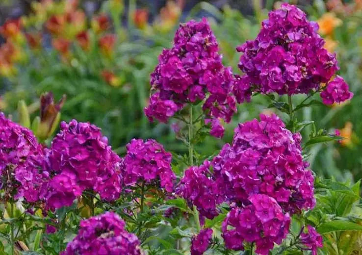 Summer Phlox - NICKY (Plant/ Root) Now Shipping - Caribbeangardenseed