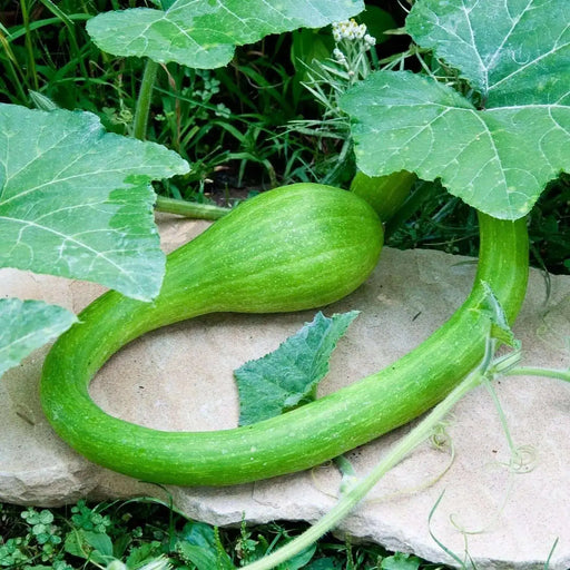 Summer Squash, Climbing Zucchini, Organic VEGETABLE - Caribbean garden seed