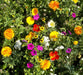 SUNBURST GROUNDCOVER Seed Mix, annual and Perennial - Caribbeangardenseed