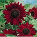 SUNFLOWER flowers Seed (All Sorts Mix ) Different sunflower  varieties - Caribbean garden seed