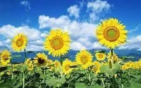 Sunspot Dwarf Sunflowers  (Helianthus annuus,) Heirloom, Flower Seeds - Caribbean garden seed