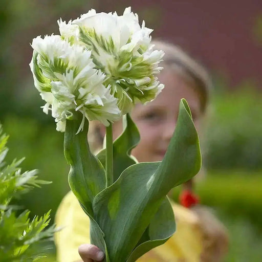 Super Parrot tulip-Bulbs,12/+cm, FALL PLANTING - Caribbean garden seed