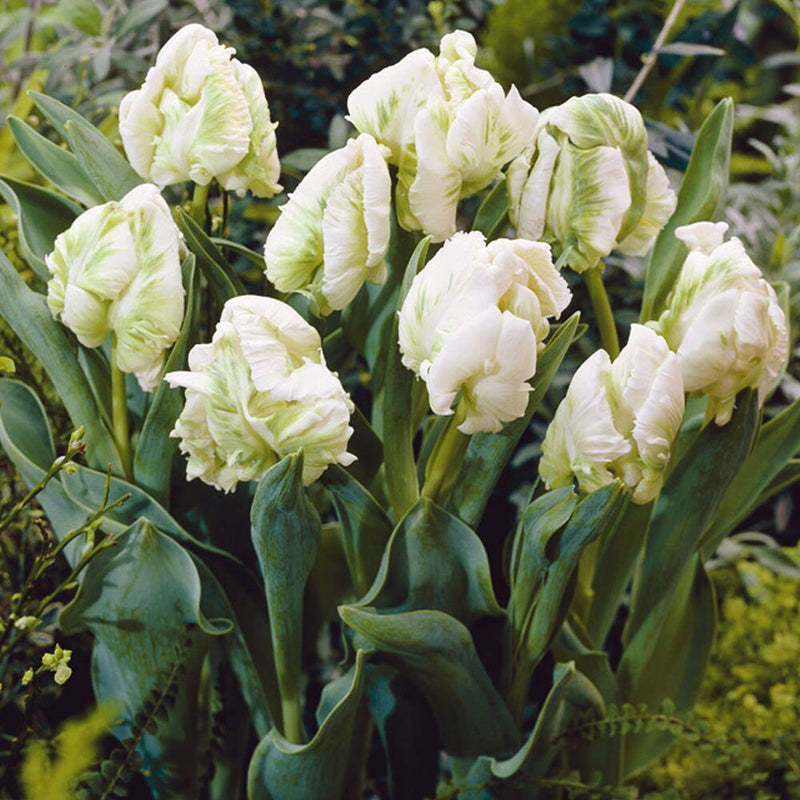 Super Parrot Tulip (Bulbs),Beautiful tulips. Fall Planting Bulbs!