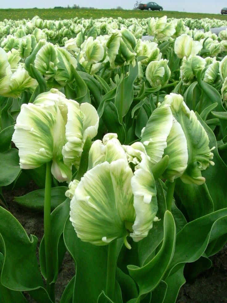 Super Parrot Tulip (Bulbs),Beautiful tulips. Fall Planting Bulbs!