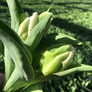Super Parrot Tulip (Bulbs),Beautiful tulips. Fall Planting Bulbs!