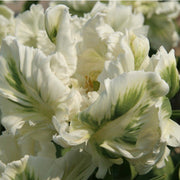Super Parrot Tulip (Bulbs),Beautiful tulips. Fall Planting Bulbs!