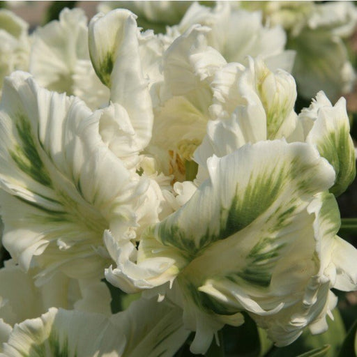 Super Parrot Tulip (Bulbs),Beautiful tulips. Fall Planting Bulbs!