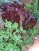 SUPER RED ROMAINE Lettuce ,VEGETABLE SEEDS - Caribbeangardenseed