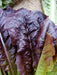 SUPER RED ROMAINE Lettuce ,ANNUAL VEGETABLE SEEDS - Caribbean garden seed