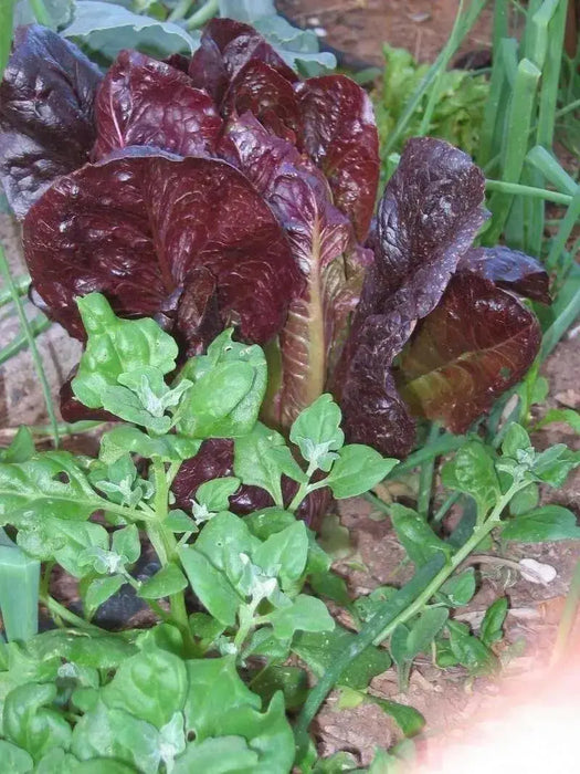 SUPER RED ROMAINE Lettuce ,ANNUAL VEGETABLE SEEDS - Caribbean garden seed