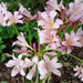 Surprise lily ( 1 BULB ) lycoris squamigera - Caribbeangardenseed