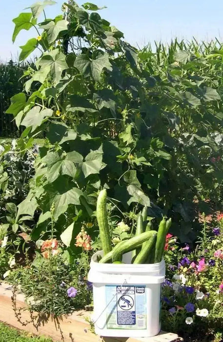 SUYO LONG CUCUMBER Seeds, Annual Vegetable - Caribbean garden seed