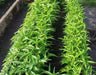 Swamp cabbage. Water Spinach - Seeds, Asian Vegetables, Morning Glory - Caribbeangardenseed