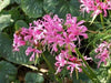 Nerine Lily ( 2 Plants) Guernsey Lily, Jersey Lily, Spider Lily - Caribbeangardenseed