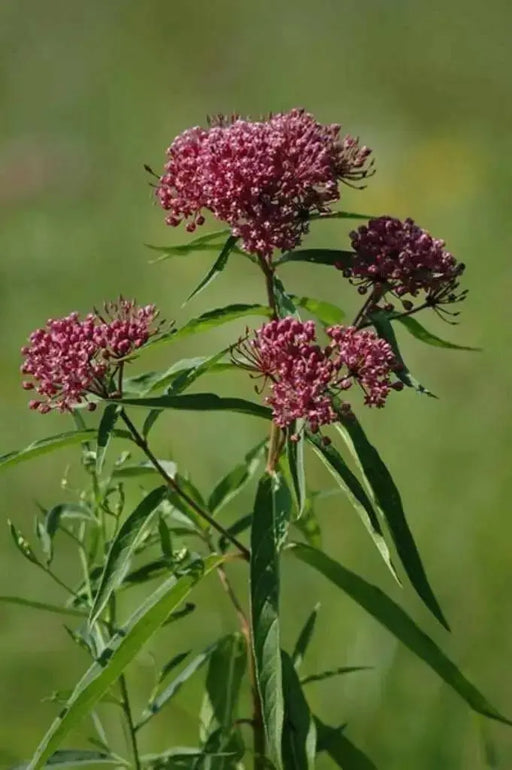 Swamp milkweed, Flowers Seed, Asclepias incarnata - Caribbean garden seed