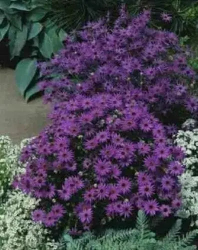 Swan River Daisy, FLOWERS SEED 'Brachy Blue'ANNUAL - Caribbeangardenseed