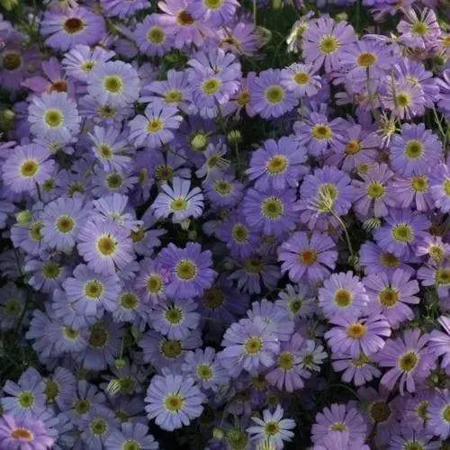 Swan River Daisy, FLOWERS SEED 'Brachy Blue'ANNUAL - Caribbeangardenseed