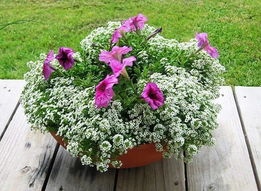 Sweet Alyssum 'Carpet of Snow') Wildflower Seeds. - Caribbeangardenseed