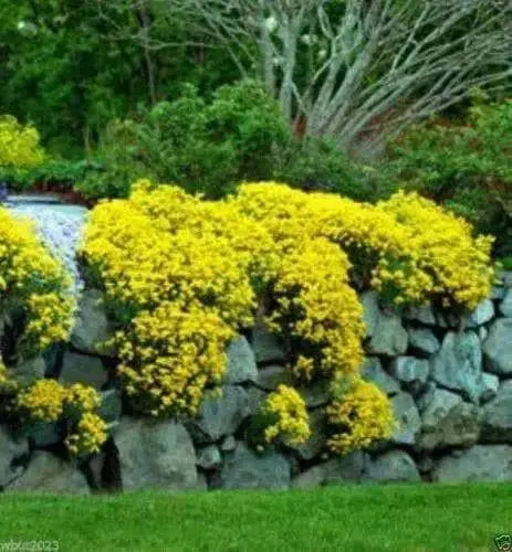 SWEET Alyssum Seeds, "Basket-Of-Gold" PERENNIAL FLOWERS - Caribbean garden seed