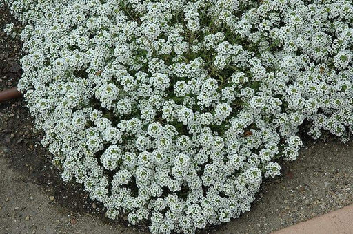 Sweet Alyssum SEEDS, 'carpet of snow (Lobularia maritima ') Groundcover FLOWERS - Caribbeangardenseed