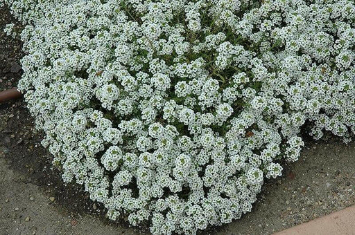 Sweet Alyssum SEEDS, 'carpet of snow (Lobularia maritima ') Groundcover FLOWERS - Caribbean garden seed