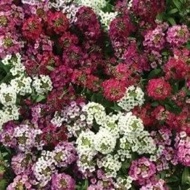 SWEET Alyssum Seeds - Mix COLOR - PERENNIAL FLOWERS - Caribbean garden seed