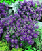 Sweet Alyssum Seeds-(Royal Carpet) - Perennial - Caribbeangardenseed