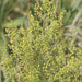 Sweet Annie Herb seeds ,Chinese wormwood ,ASIAN VEGETABLE - Caribbean garden seed