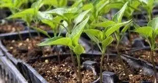 Sweet Banana Pepper Seeds,(Capsicum annuum 'Sweet) - Caribbean garden seed