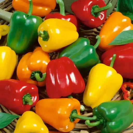 Sweet Bell Pepper MIXED-Capsicum annuum,Annual VEGETABLE - Caribbean garden seed