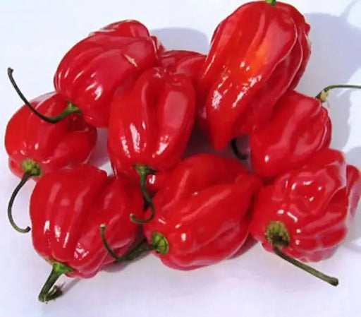 Aji Dulce #2 Pepper,, FRESH PODS, Sweet flavorful, - Caribbeangardenseed