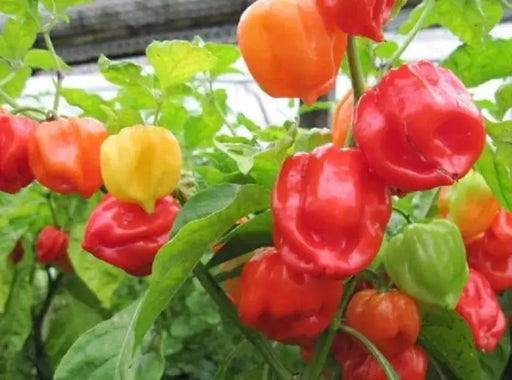 Sweet Habanero Pepper Seeds, Capsicum chinense - Caribbeangardenseed