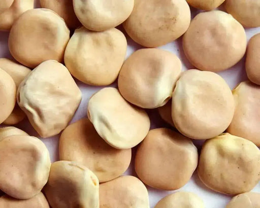 SWEET LUPINI Bush Bean SEED (Lupinus albus) Italian National Snack ! - Caribbean garden seed