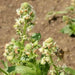 Sweet Mignonette â Reseda odorata,sweet-scented perennial flower  liked for its intense spicy fragrance - Caribbean garden seed