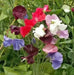 Sweet Pea, Royal Family Mix, ANNUAL FLOWERS - Caribbeangardenseed