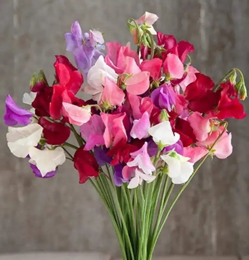 SWEET PEAS SEEDS Lathyrus odoratus, Mammoth Choice Mix Sweet Pea Seed . Excellent for cut flowers. - Caribbeangardenseed