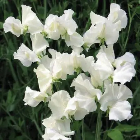 Sweet Peas Seeds - Royal White, ANNUAL VINE - Caribbeangardenseed