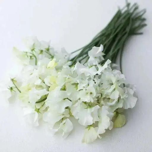 Sweet Peas Seeds - Royal White, ANNUAL VINE - Caribbean garden seed