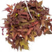 sweet potato vine ,Bright Ideas Rusty Red ipomoea (LIVE STARTER PLANT) - Caribbean garden seed