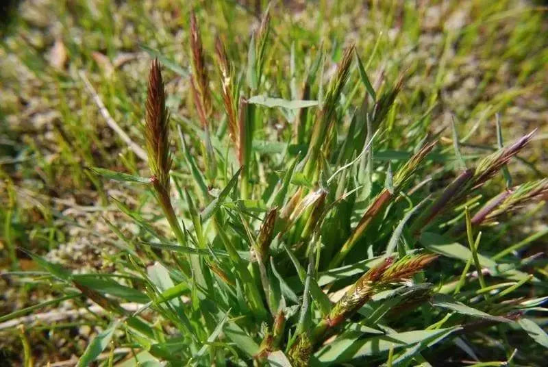 Sweet Vernal Grass seed (Anthoxanthum odoratum ) , Perennial - Caribbeangardenseed