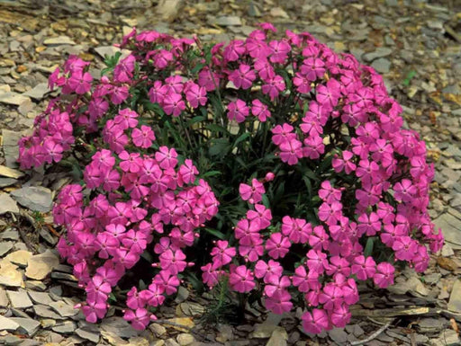 Sweet William Flowers Seeds, catchfly, - (Silene Armeria) Deer Resistant - Caribbean garden seed