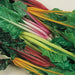 Swiss Chard Seed ~RAINBOW MIX- Biannual VEGETABLES ! - Caribbean garden seed
